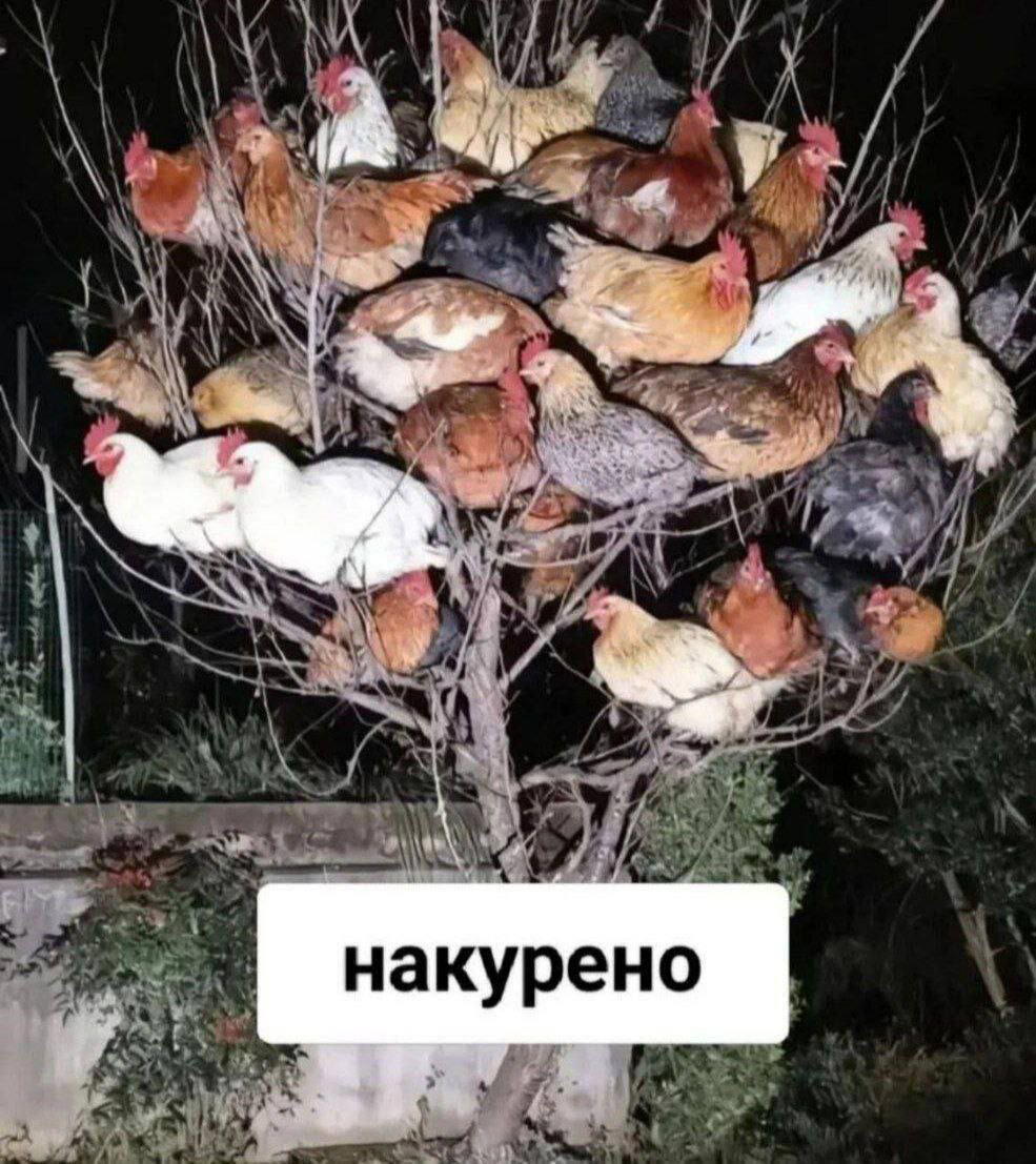 Немного дички лучше 2