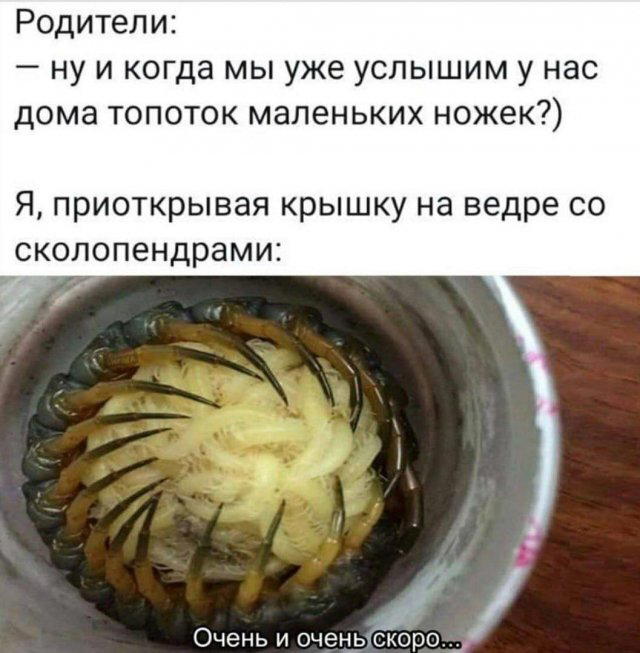Дичька вторника кислинка