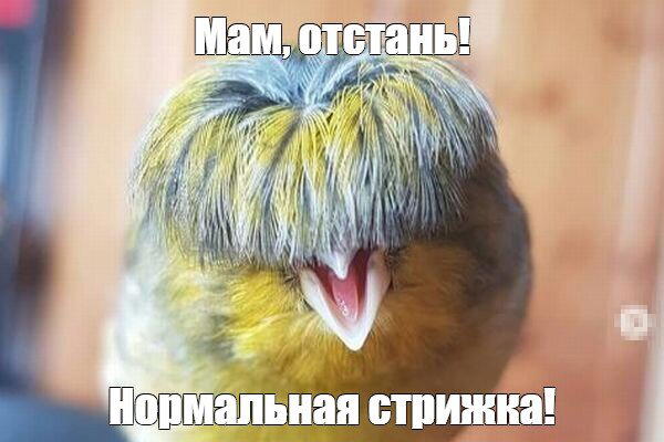 Дичька вторника кислинка