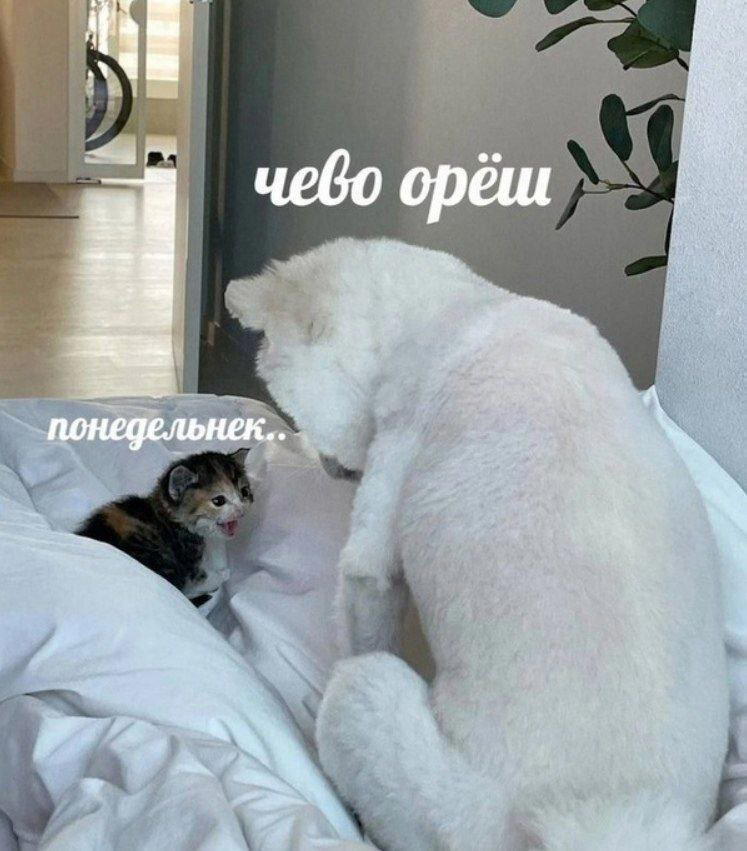 Дичька вторника кислинка