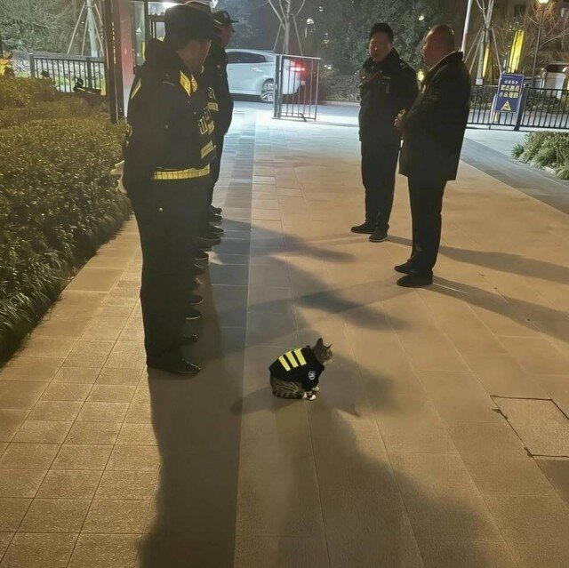 Дичька вторника кислинка