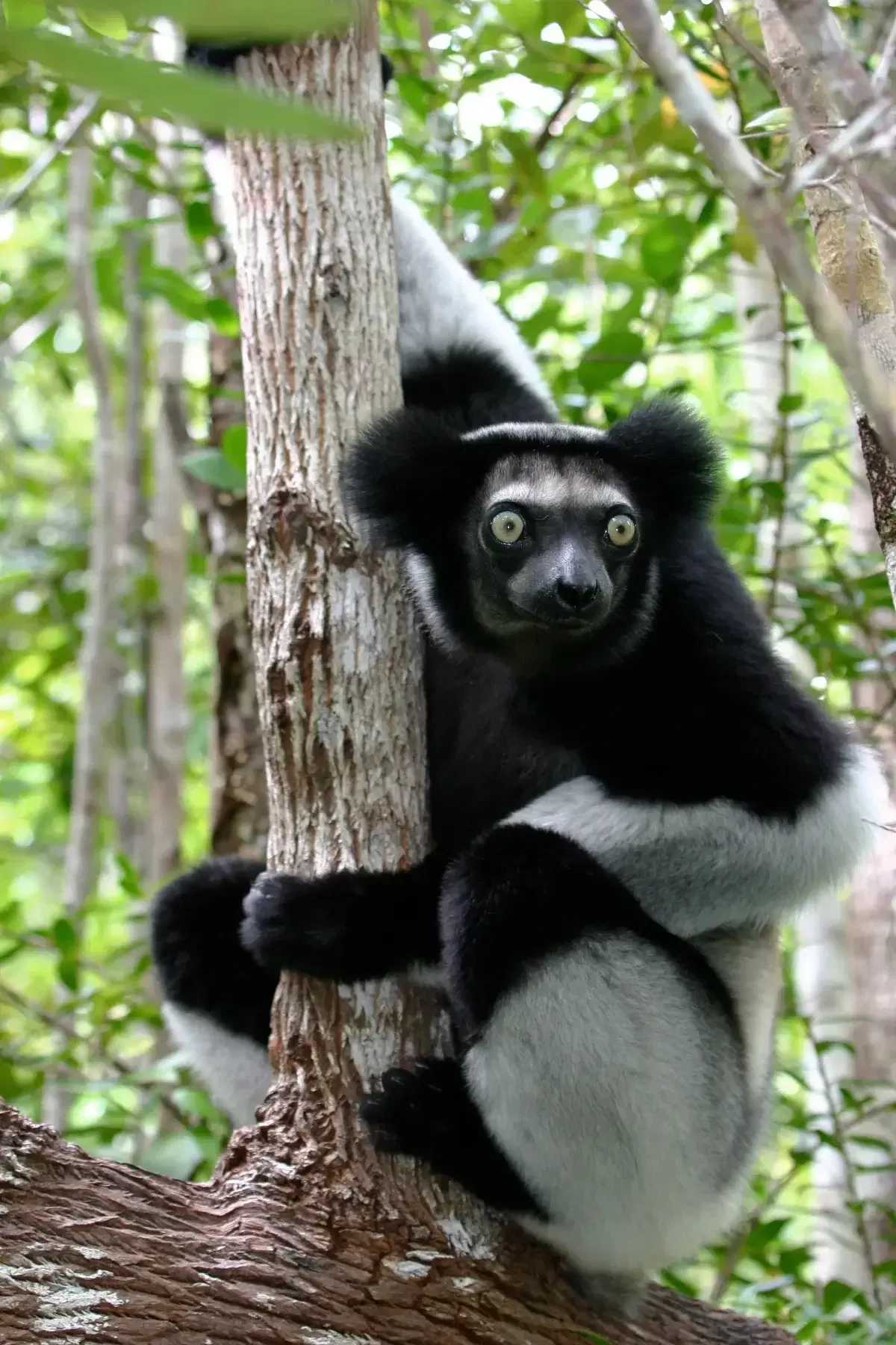 Самые большие лемуры на планете: как выглядят и звучат индри