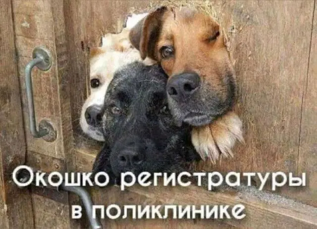 Дички на среду пригорошня