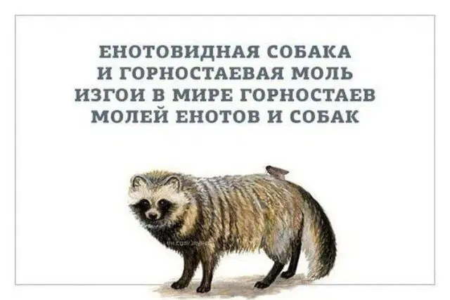 Дички на среду пригорошня