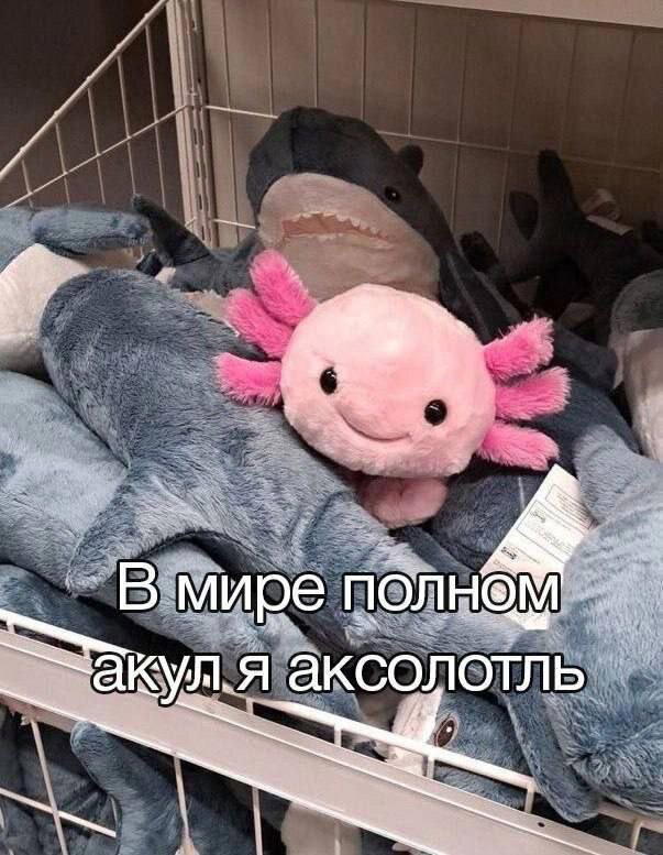 Дичка дичка пятницы сестричка