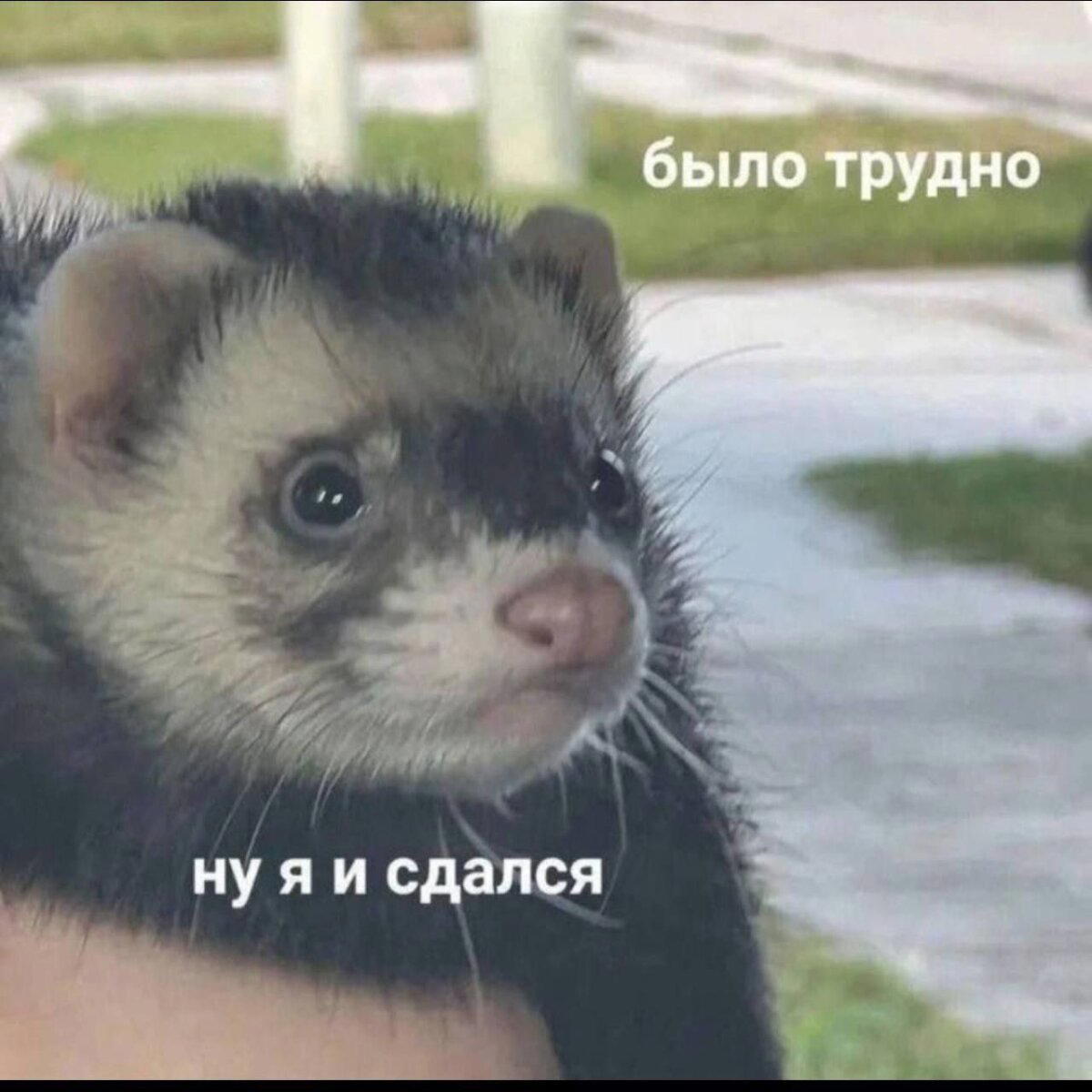 Дичка дичка пятницы сестричка