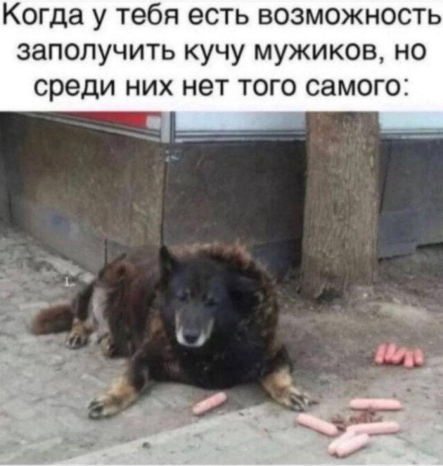 Дичка дичка пятницы сестричка