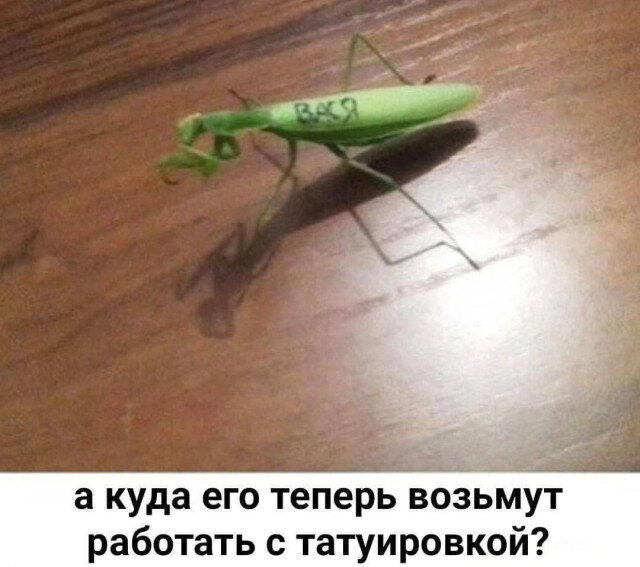 Дичка дичка пятницы сестричка