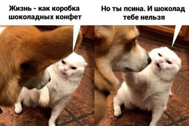 Дичка дичка пятницы сестричка