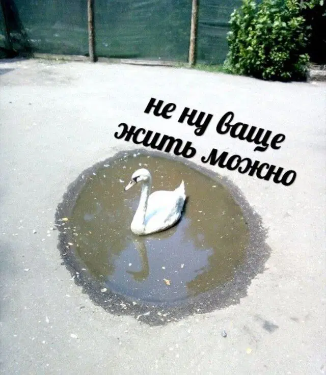 Дичи так дичьки