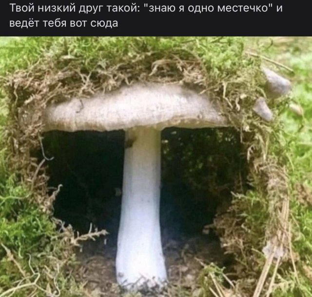 Дичька как рассол на утречко