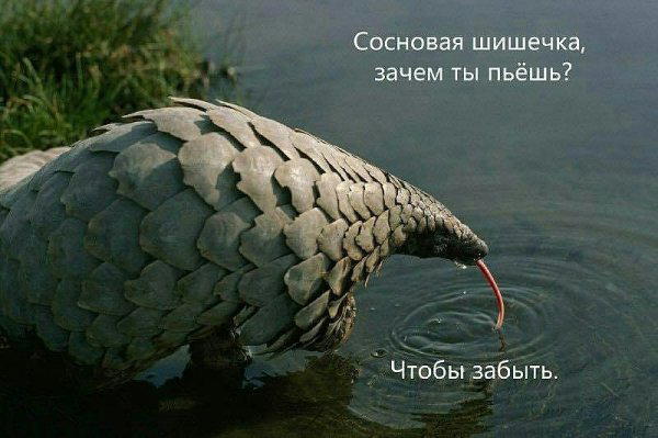 Компот из дички