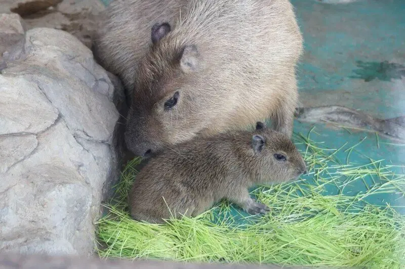 Московский зоопарк установил мировой рекорд по числу представленных видов животных