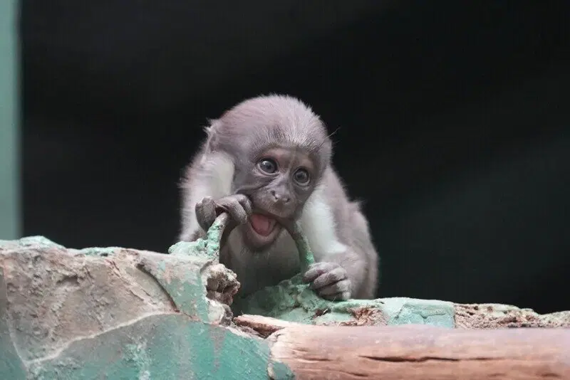 Московский зоопарк установил мировой рекорд по числу представленных видов животных