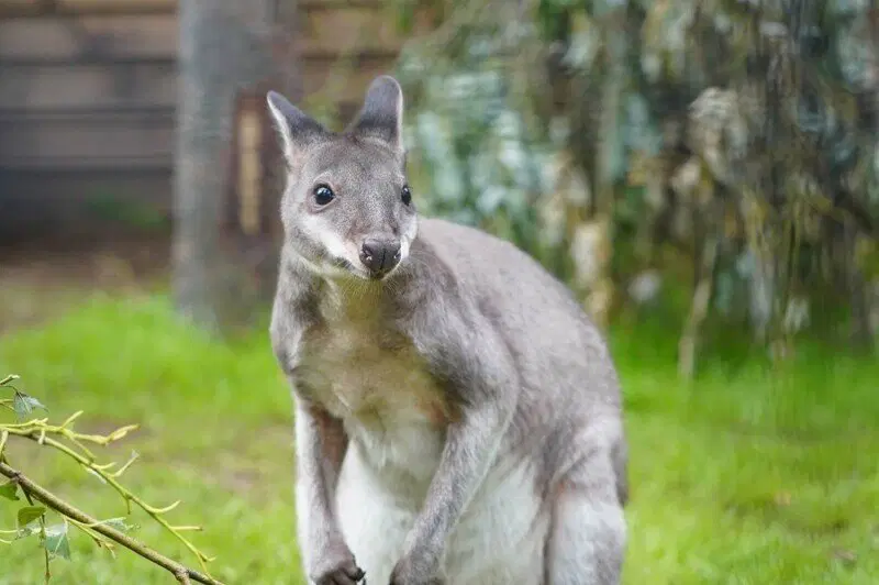 Московский зоопарк установил мировой рекорд по числу представленных видов животных