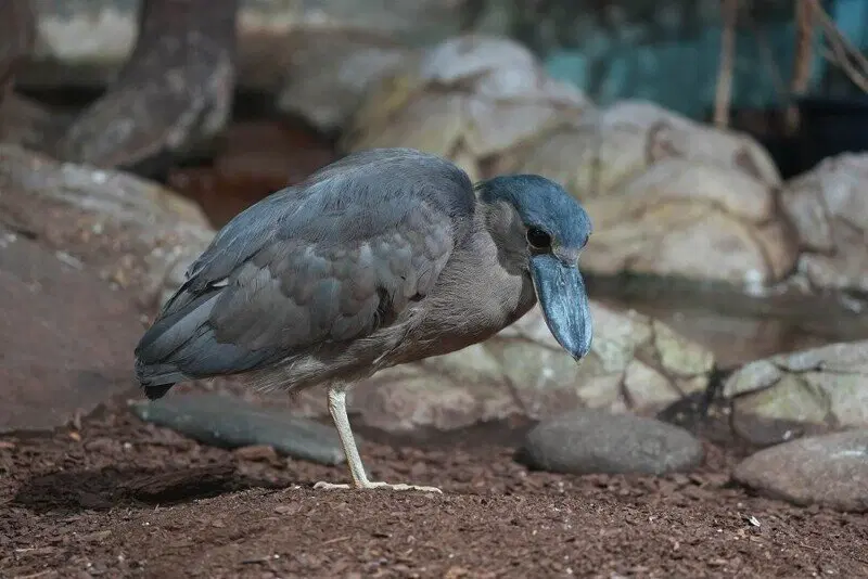 Московский зоопарк установил мировой рекорд по числу представленных видов животных