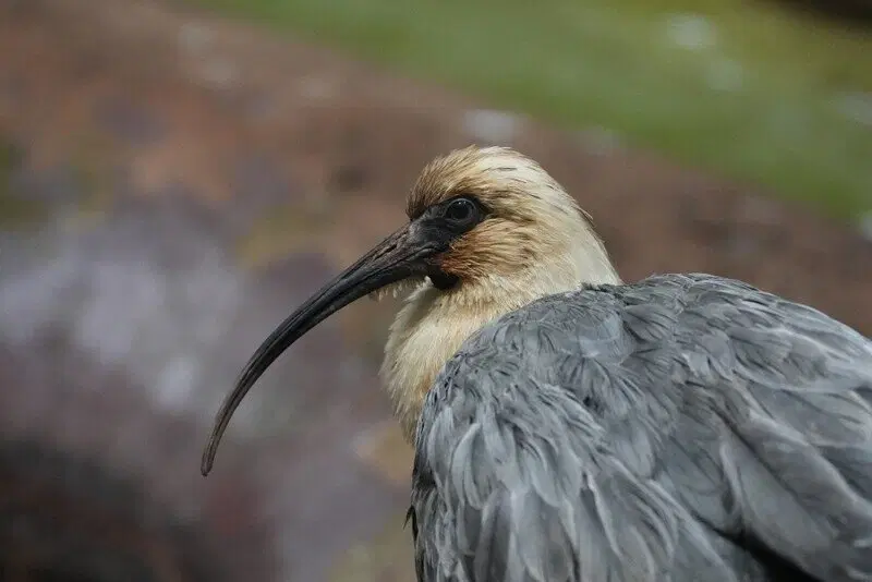 Московский зоопарк установил мировой рекорд по числу представленных видов животных