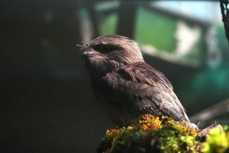 Московский зоопарк установил мировой рекорд по числу представленных видов животных