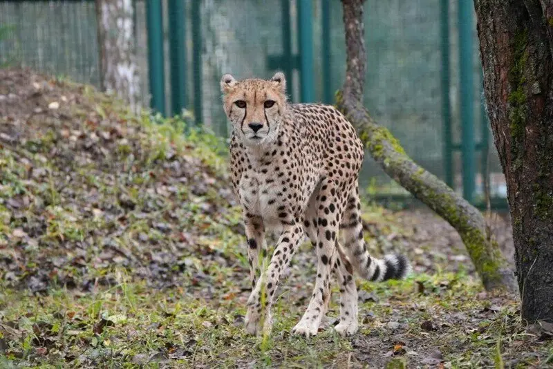 Московский зоопарк установил мировой рекорд по числу представленных видов животных