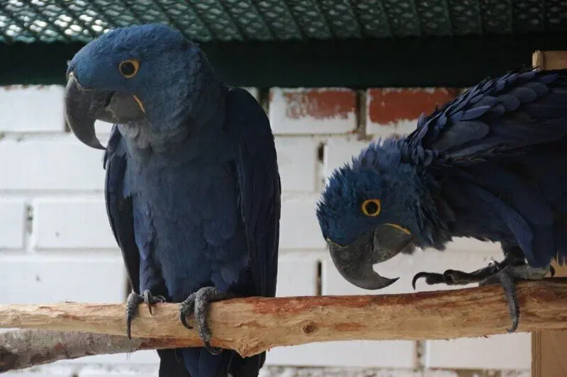 Московский зоопарк установил мировой рекорд по числу представленных видов животных