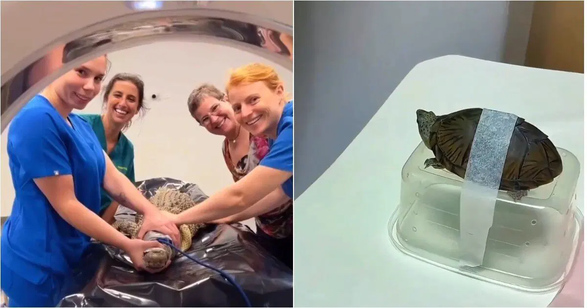 Как животным делают КТ?