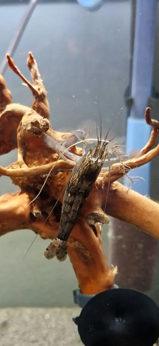 Креветка - фильтратор.