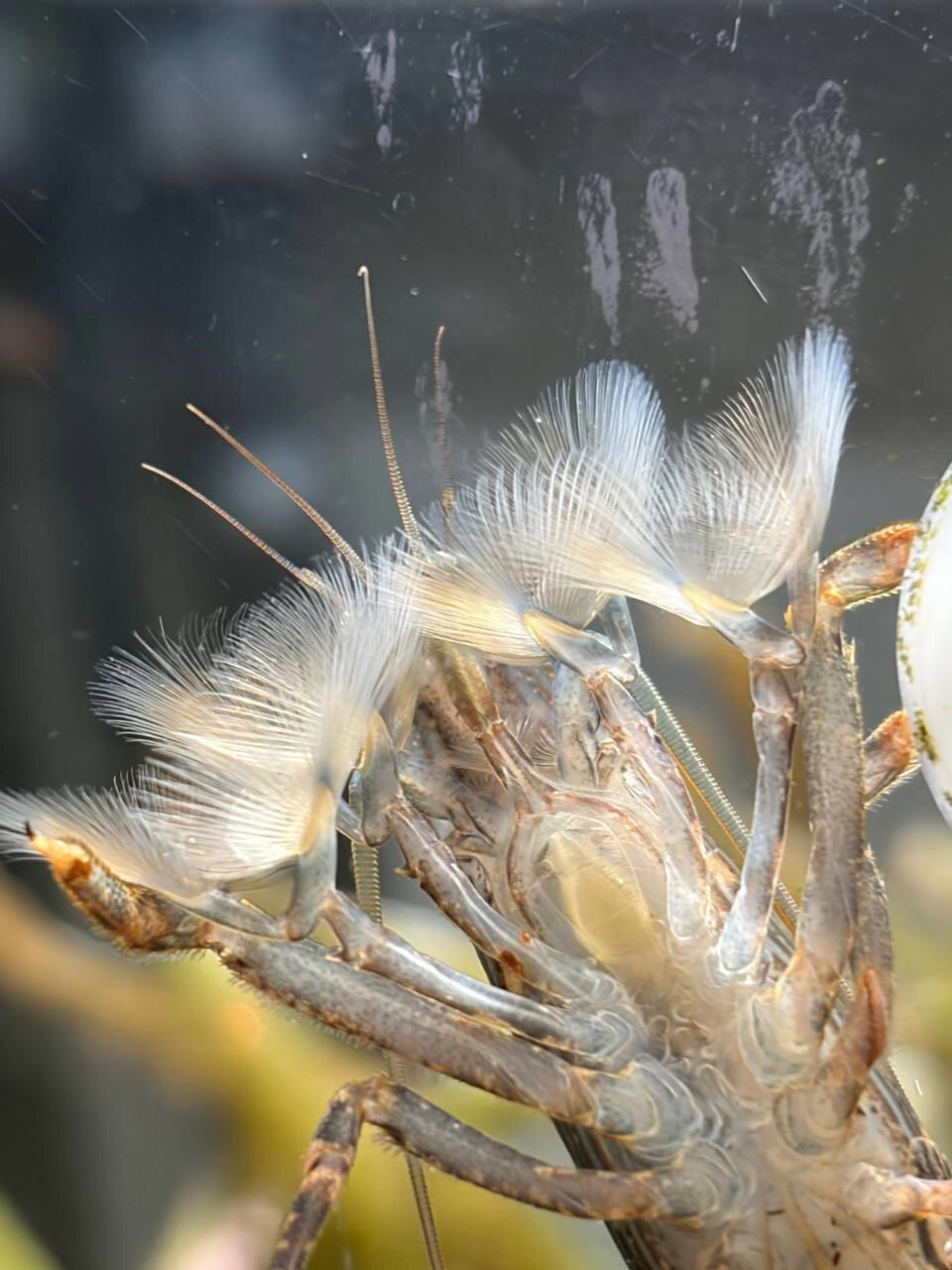 Креветка - фильтратор.