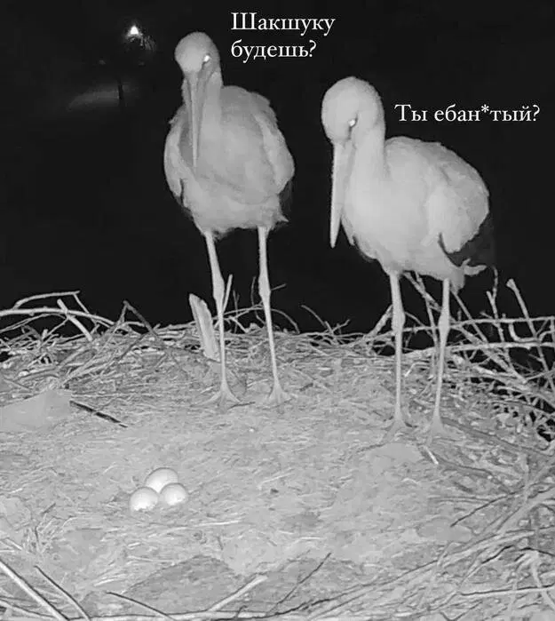 Дичка в танце