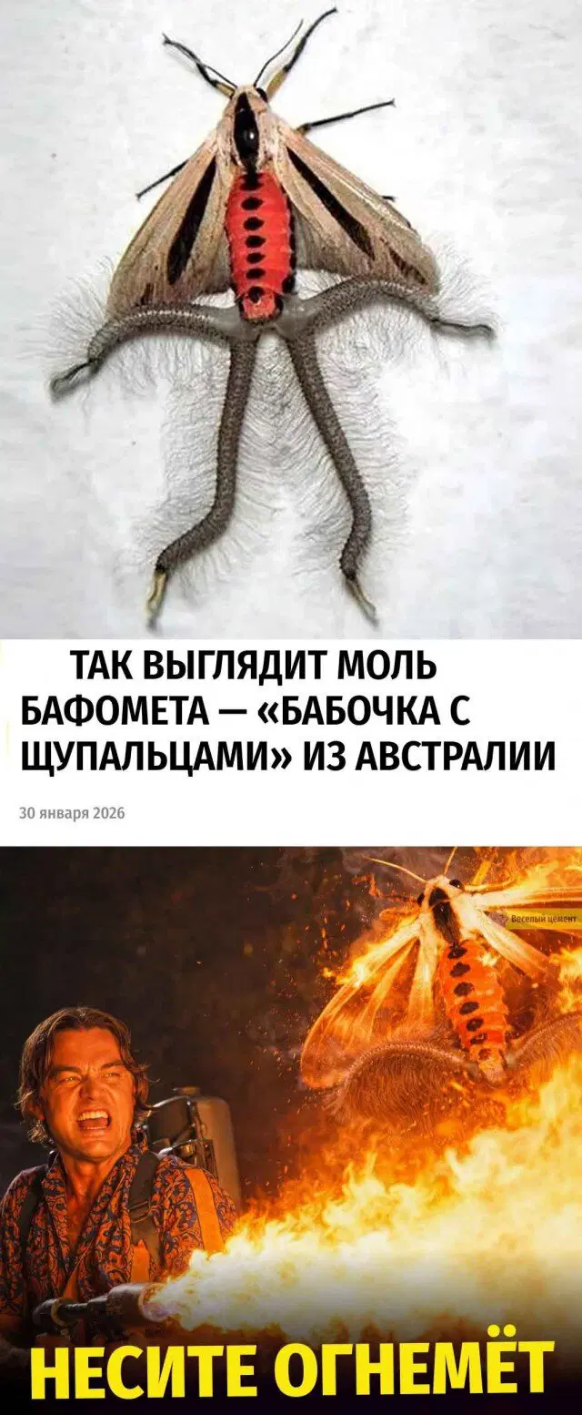 Дичка в танце