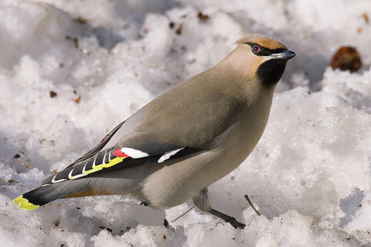 Свиристель