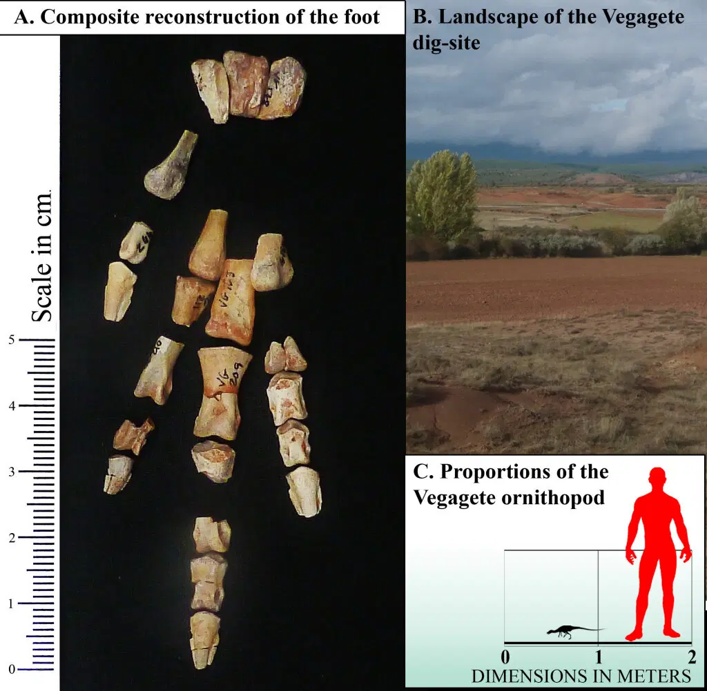 Композитное изображение скелета стопы Foskeia pelendonum, место его находки и сравнение размеров с человеком.