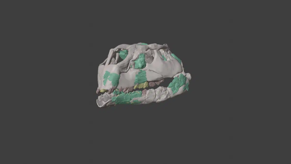 Реконструкция черепа Foskeia pelendonum