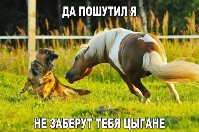 Тень от дички падает на поле