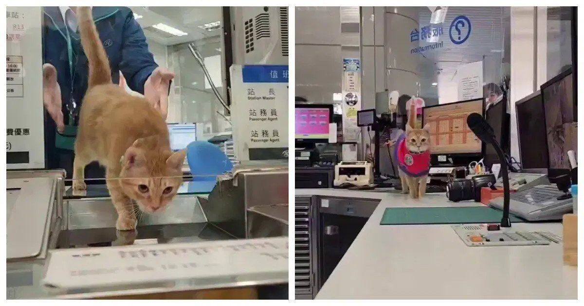 Самый милый начальник