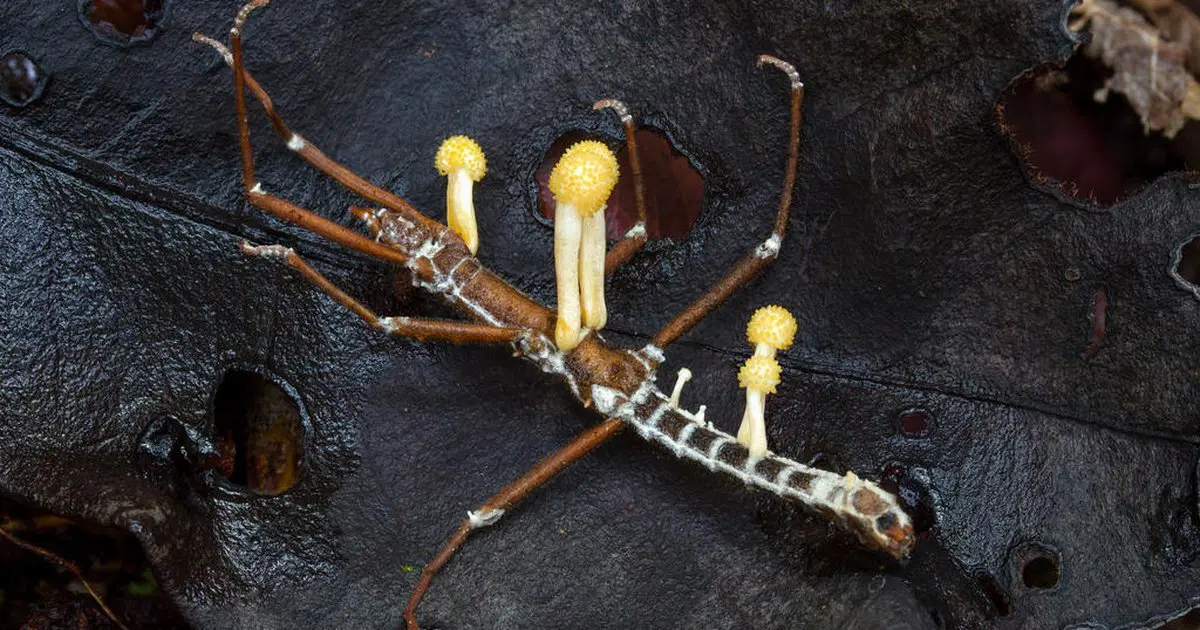 Кордицепс. Гриб, создающий зомби. Есть ли польза?