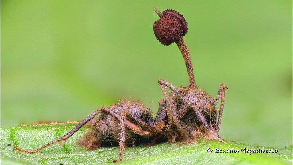 Кордицепс. Гриб, создающий зомби. Есть ли польза?