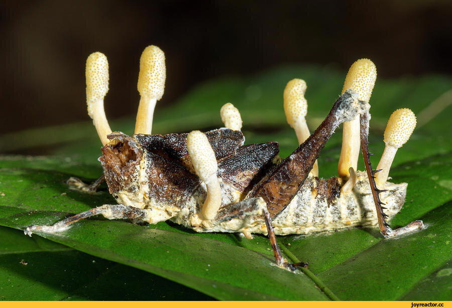 Кордицепс. Гриб, создающий зомби. Есть ли польза?