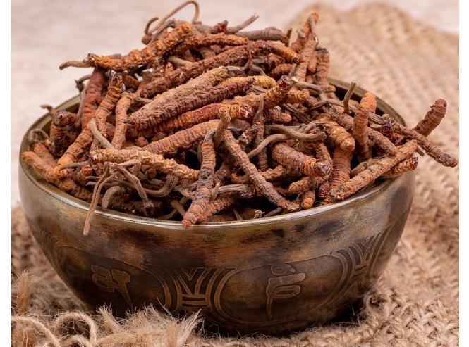 Кордицепс. Гриб, создающий зомби. Есть ли польза?