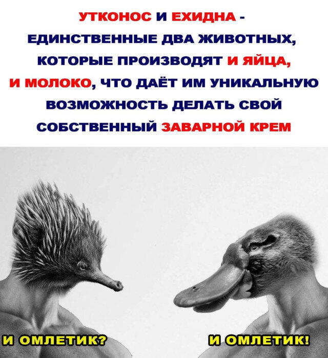 Дички на среду