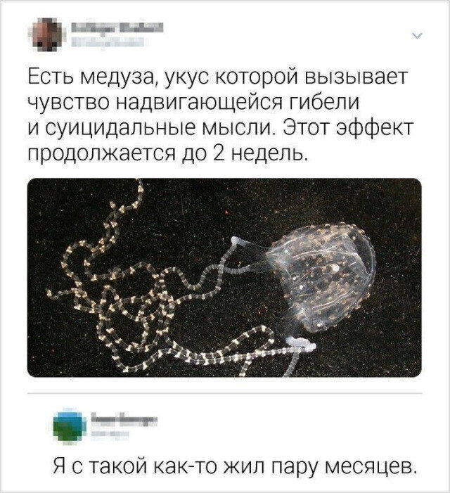Дички на среду