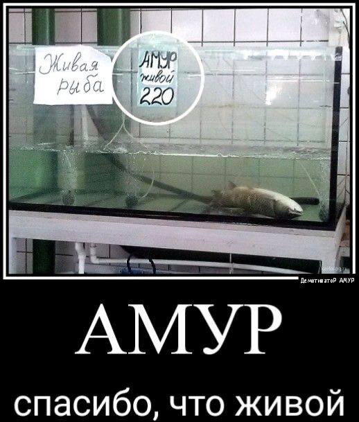 Дички на среду