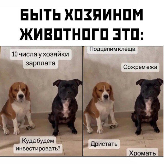 Дички на среду