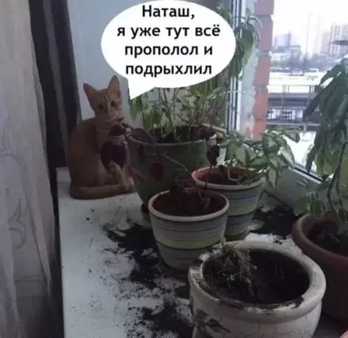 Видишь плюсы и я нет зато дички много