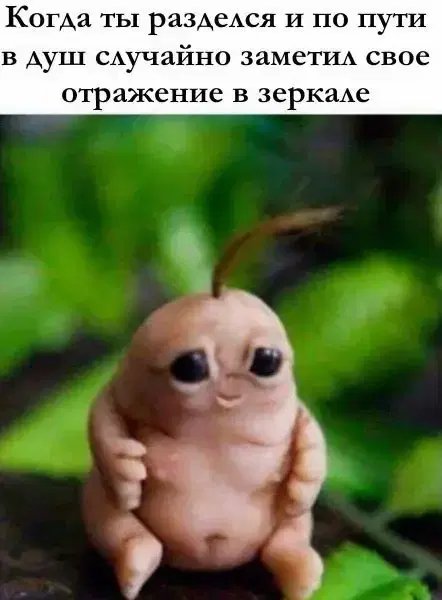 Видишь плюсы и я нет зато дички много