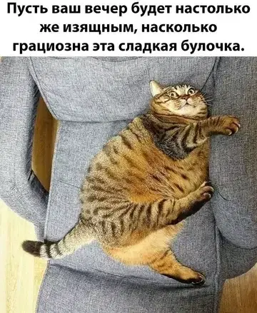 Видишь плюсы и я нет зато дички много