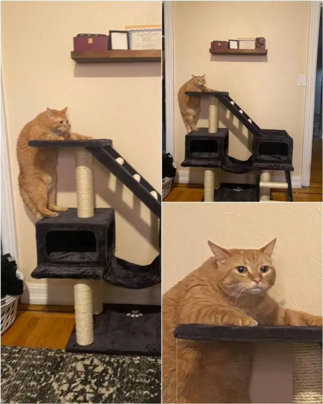 Видишь плюсы и я нет зато дички много