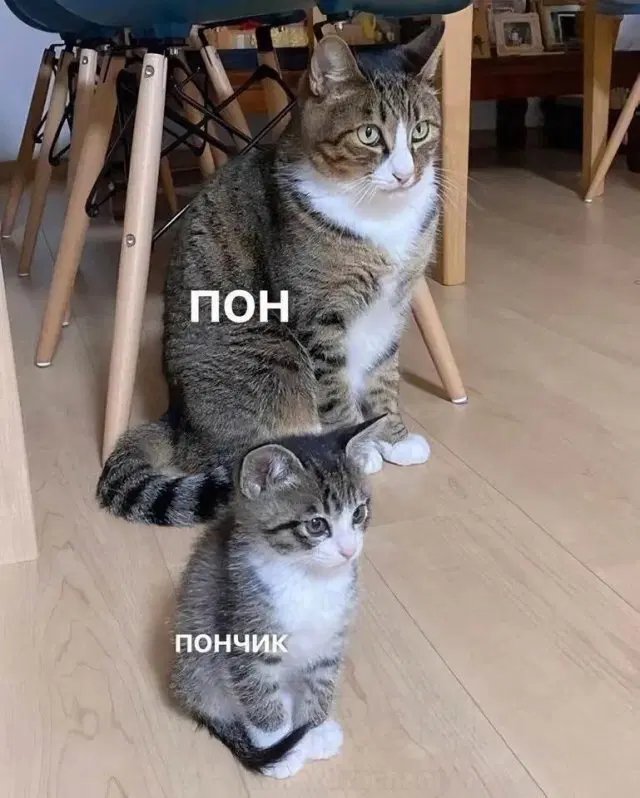 Тихо рыбы, ваш день пришёл, вот и дичь