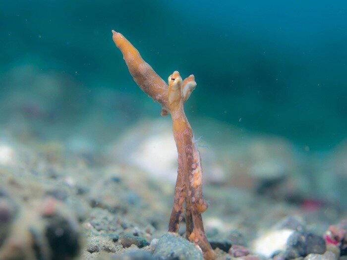 Это теперь не вундерпус, а морская змея / © flickr.com