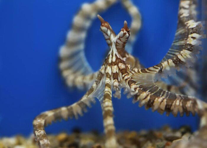 © montereybayaquarium.org