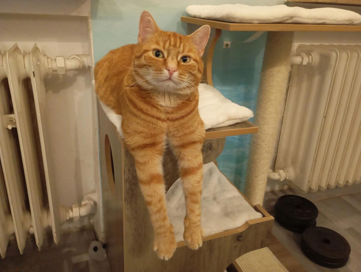 Почему котики так хорошо нами манипулируют?